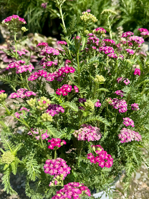 Firefly Fuchsia Yarrow