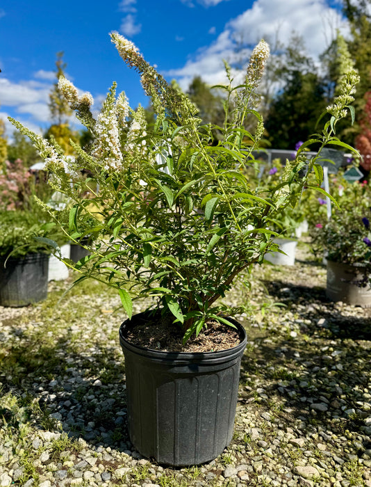 White Profusion Butterfly Bush