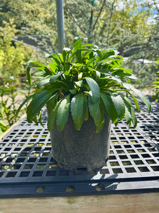 Snowcap Shasta Daisy