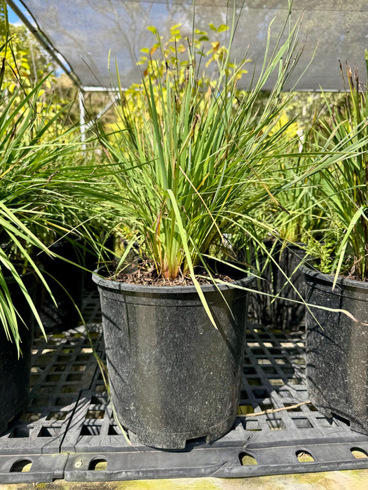 Lucerne Blue-Eyed Grass