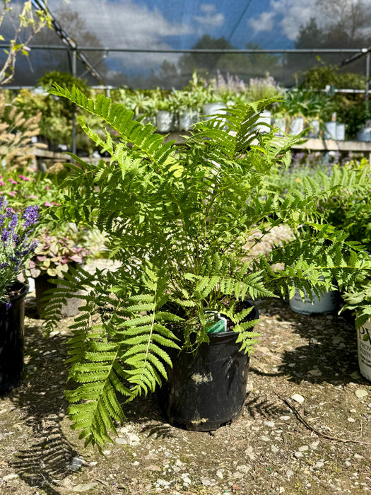 Ostrich Fern