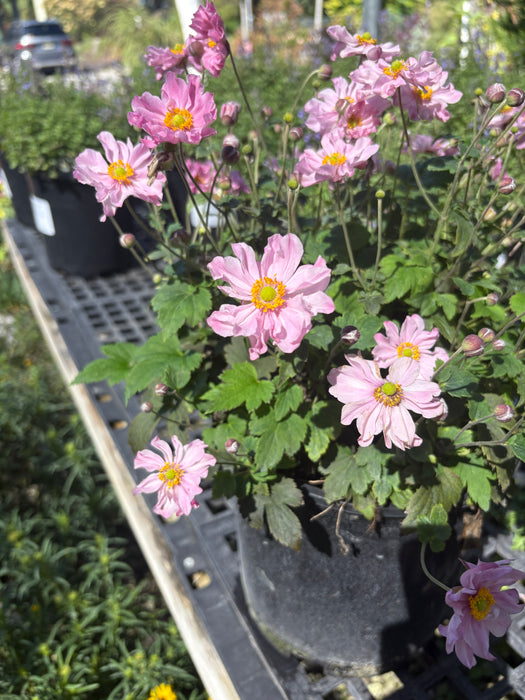 Pocahontas Windflower (Anemone)