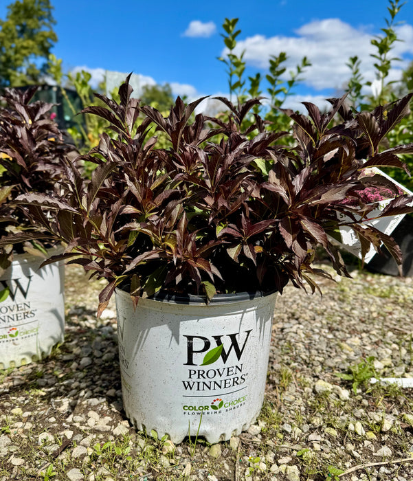 Spilled Wine® Weigela
