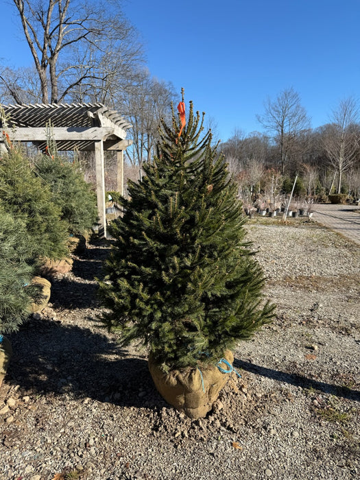 Living Christmas Tree - Live Xmas Tree