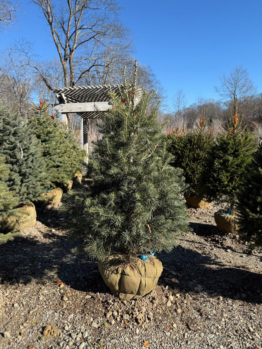 Living Christmas Tree - Live Xmas Tree