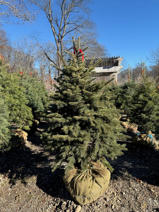 Living Christmas Tree - Live Xmas Tree