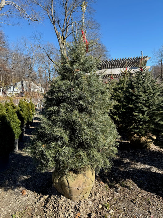 Living Christmas Tree - Live Xmas Tree