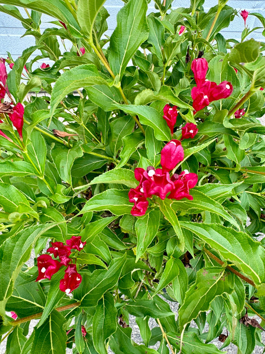 Sonic Bloom® Red Weigela