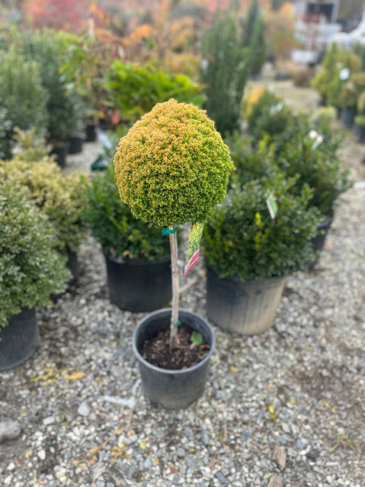 Sienna Sunset Arborvitae Topiary - 3 Gallon (3ft)