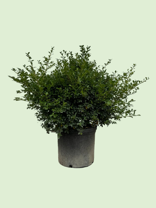 Green Lustre Japanese Holly