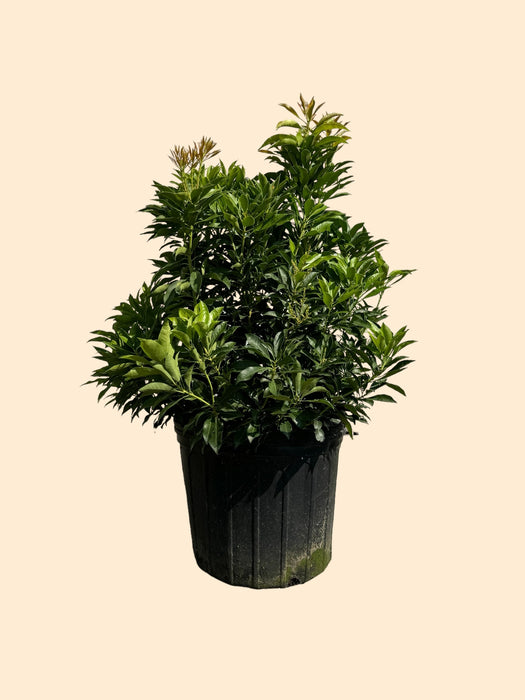 Andromeda Compacta (Pieris)