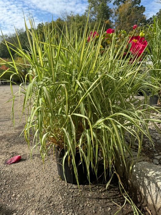 Strawberries and Cream Ribbon Grass