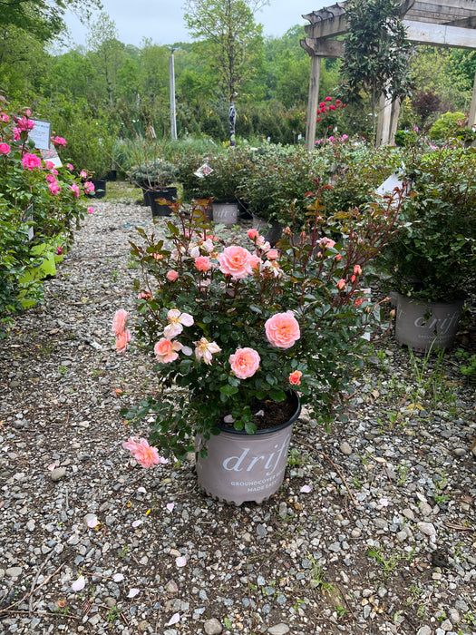 Apricot Drift® Rose