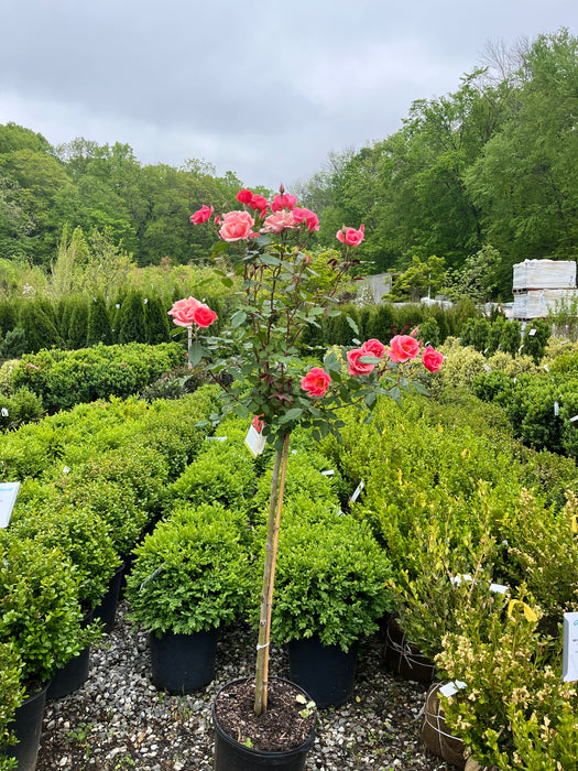 Coral Knock Out Rose Tree