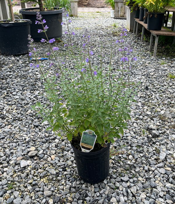 Walker's Low Catmint