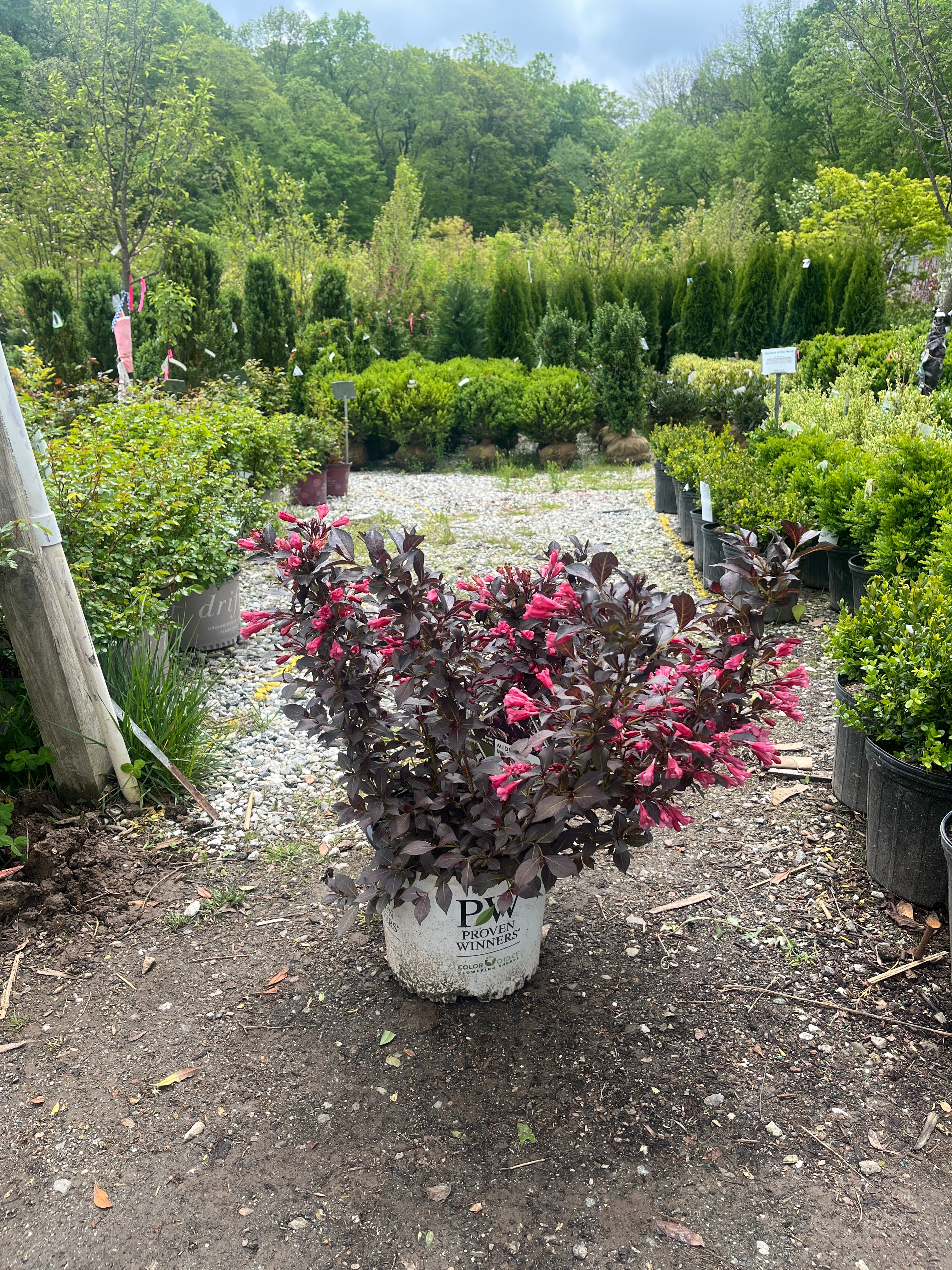 Sugarページ(Juli Garden) IMG_9017.jpg?v=1723740950