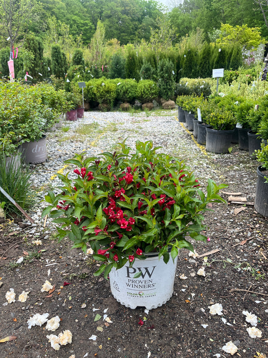 Sonic Bloom® Red Weigela