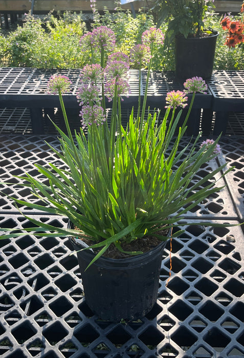Millenium Allium Flowering Onion