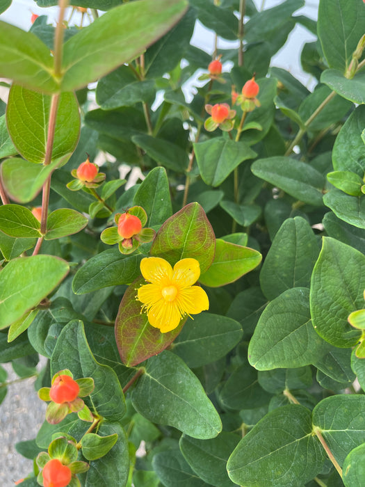 Magical Pumpkin St. John's Wort
