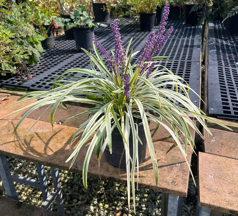 Variegated Lilyturf (Liriope)