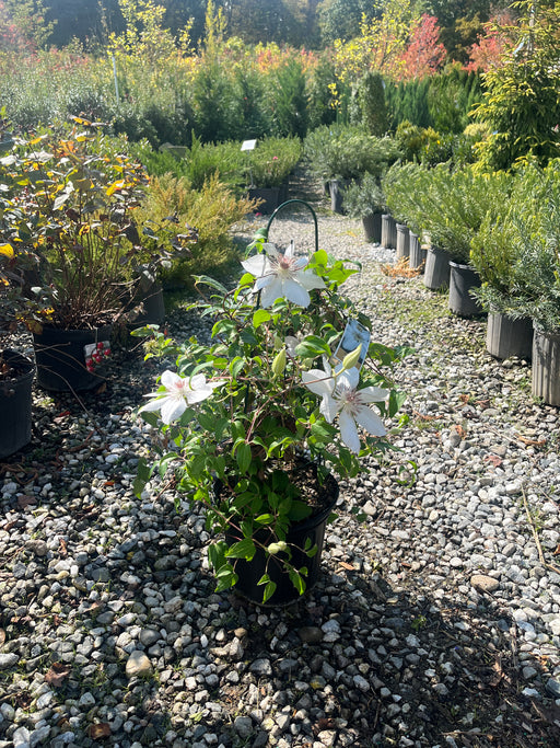 Jolly Good Clematis