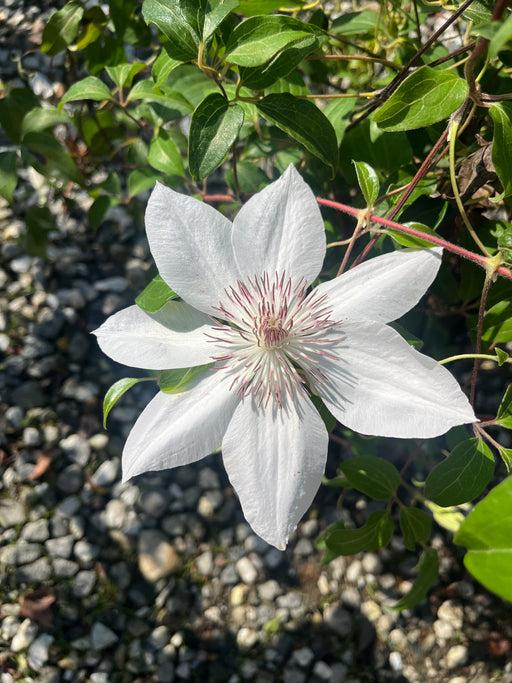 Horn of Plenty Clematis