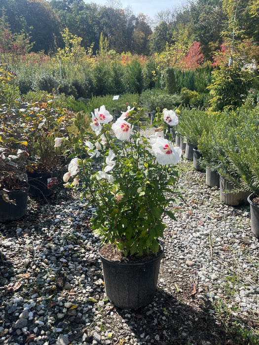 Red Heart Hibiscus (Rose Of Sharon)