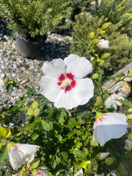 Red Heart Hibiscus (Rose Of Sharon)