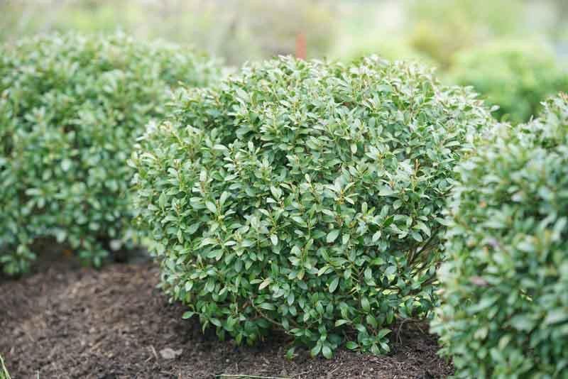 Bennet's Holly