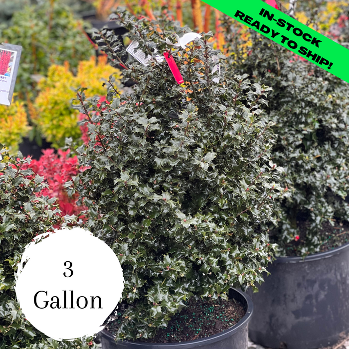 Red Beauty Holly - (1-4ft)