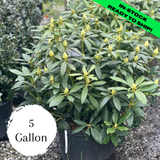 Roseum Pink Rhododendron - 5 Gallon (2-2.5ft)