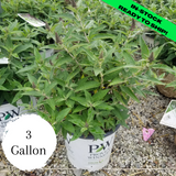 Pugster Perriwinkle Butterfly Bush - 3 Gallon (1.5-2ft)