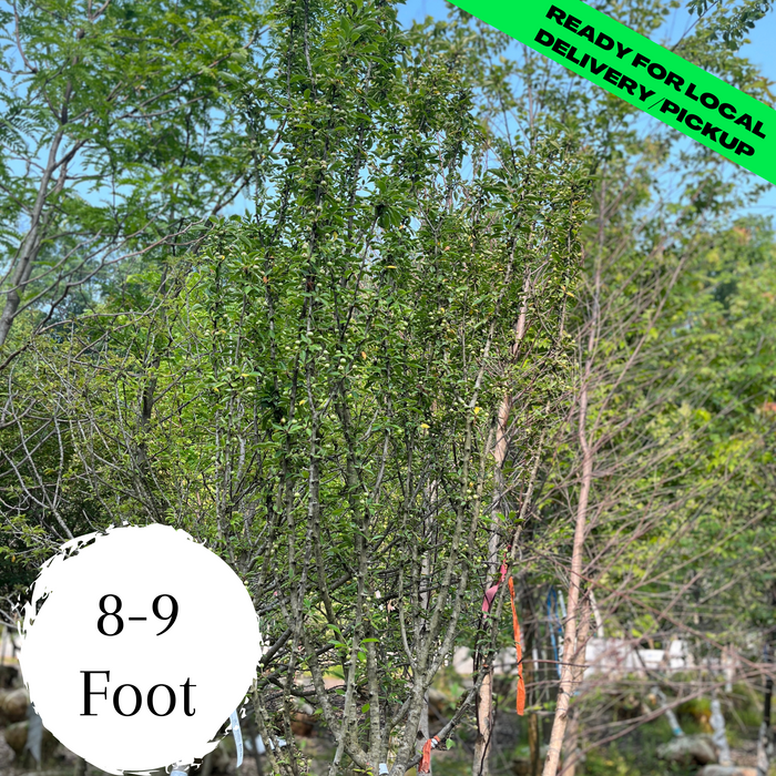 Adirondack Crabapple - (8-9 Foot)
