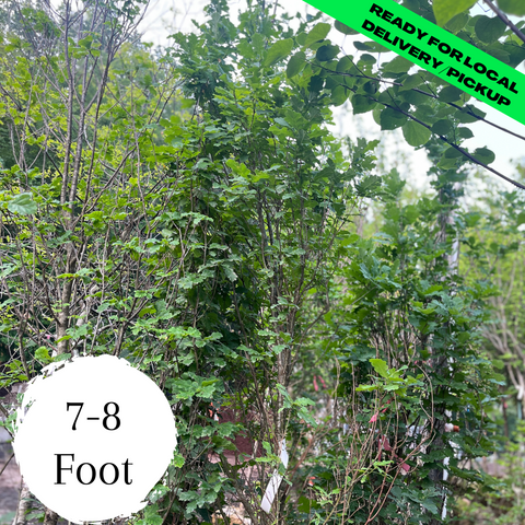 Columnar English Oak (7-8 Foot)