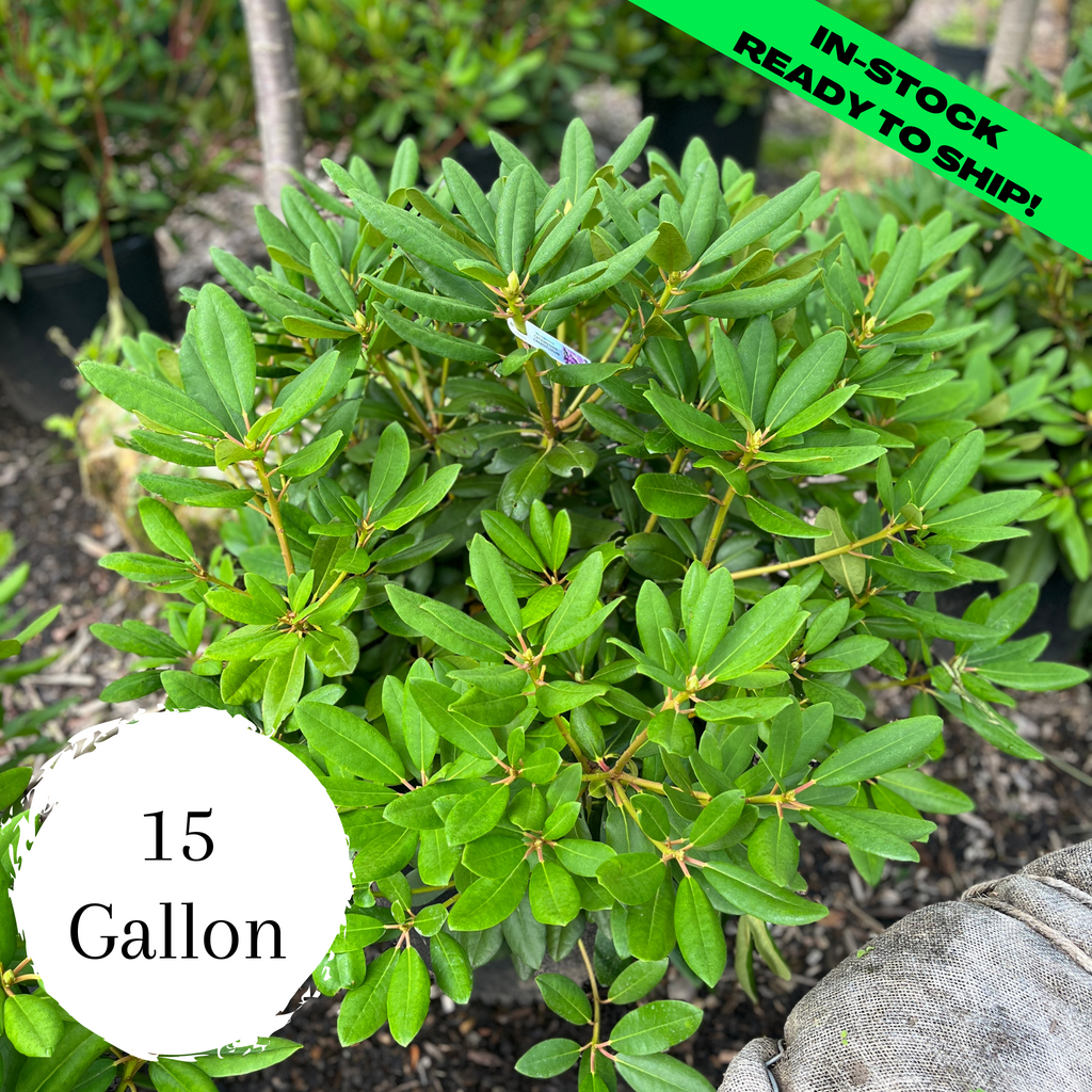 Grandiflorum Catawba Rhododendron - 15 Gallon (2-2.5ft)