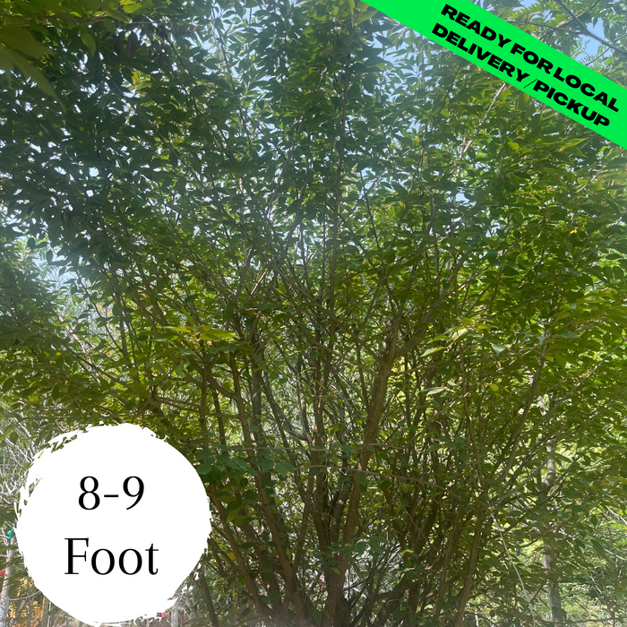Cascade Falls Bald Cypress - (8-9 Feet)