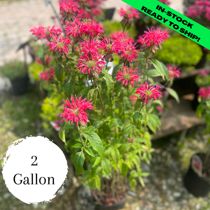 Coral Reef Bee Balm