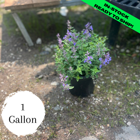 Cat's Meow Catmint - (8-10")