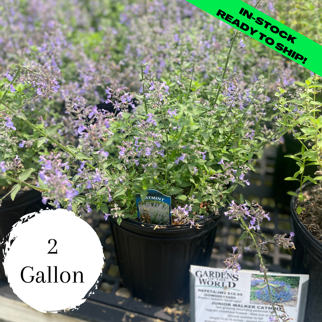 Junior Walker Catmint 2 Gallon (810”) Gardens of the World