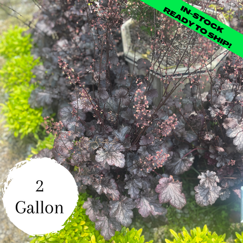 Flower Tower Coral Bells - 2 Gallon (12-15")