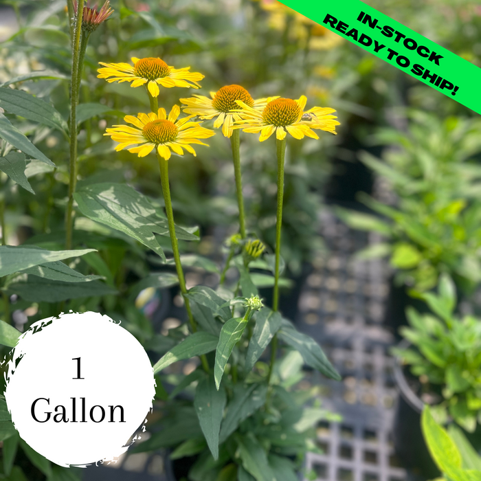 Butterfly Cleopatra Coneflower - 1 Gallon (1.5-2ft)