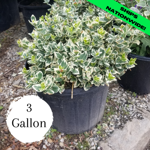 Emerald Gaiety Euonymus - 3 Gallon (1ft)