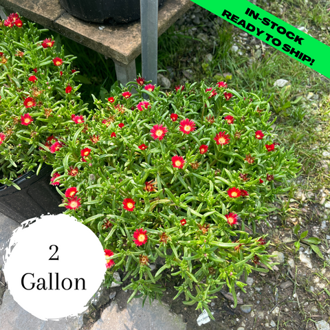 WOW Hot Red Wonder Ice Plant - 2 Gallon (8-10")