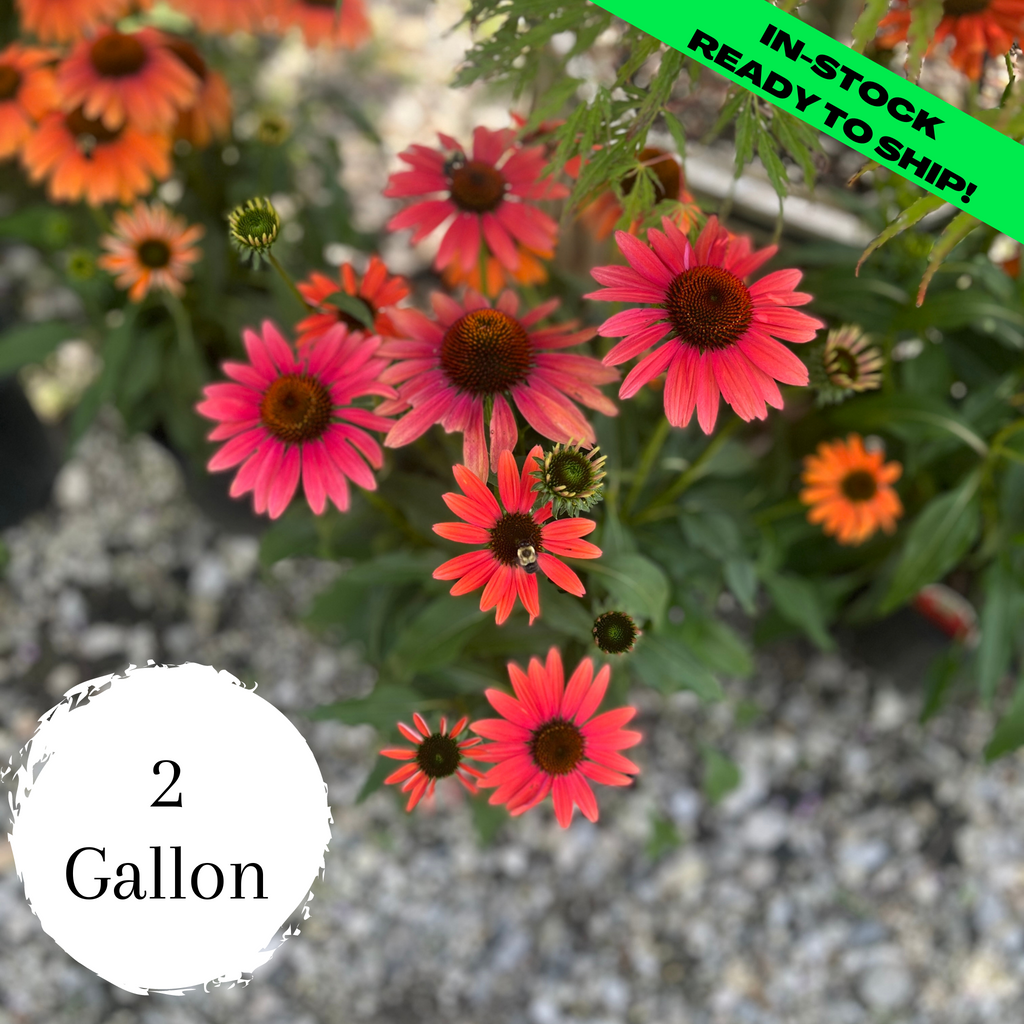 Cheyenne Spirit Coneflower 2 Gallon (1215") Gardens of the World