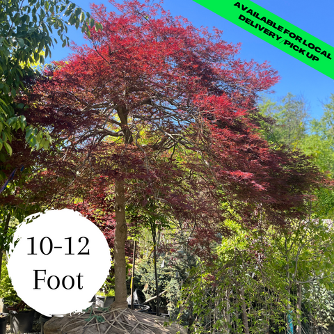 Ever Red Japanese Maple - (10ft)