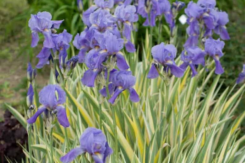 Variegated Purple Iris
