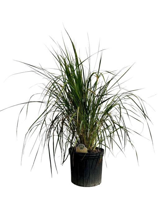 Karl Foerster Feather Reed Grass