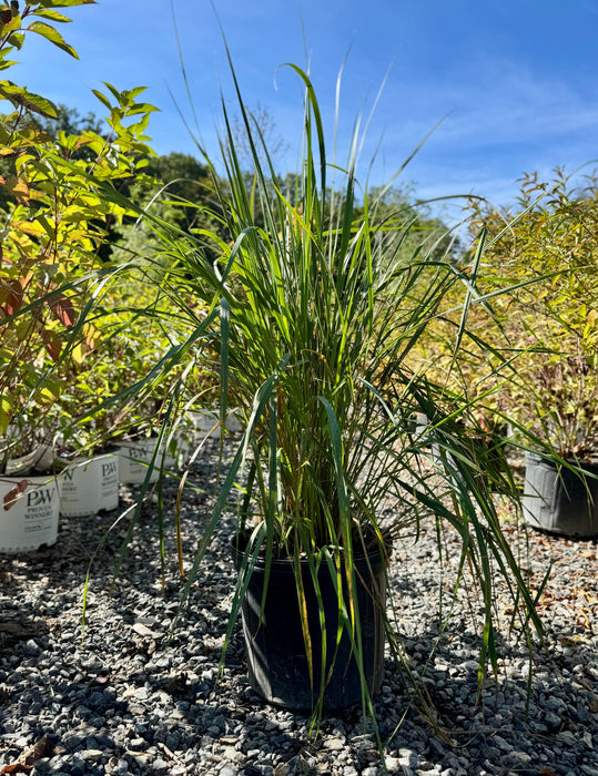 Karl Foerster Feather Reed Grass