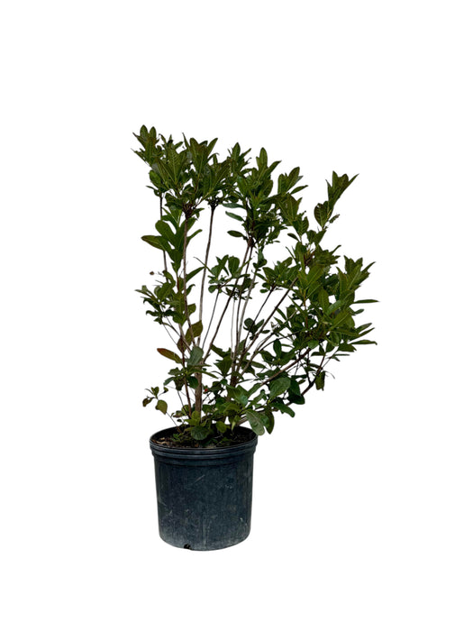 Klondyke Exbury Azalea