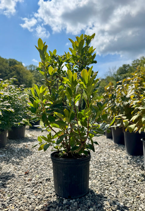 Klondyke Exbury Azalea